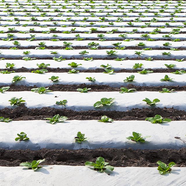 plants growing in a field of rows covered with white protective film