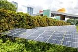 Solar panels surrounded by vegetation