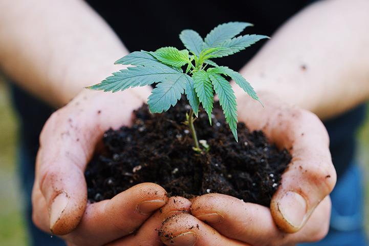 hands holding clump of dirt with small plant growing from it