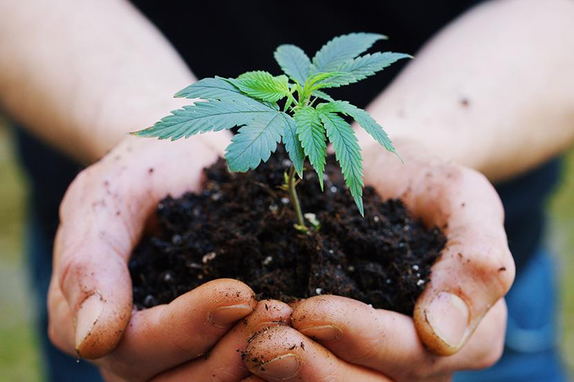 hands holding clump of dirt with small plant growing from it