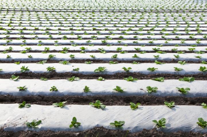 rows of plants in a field