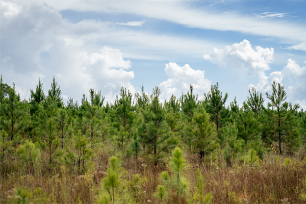 Forest tree line under a lightly cloudy sky