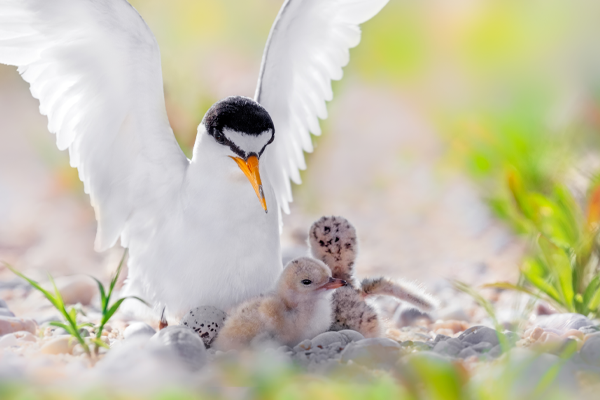 Bird nesting with hatchlings